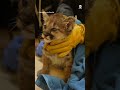 Mountain lion cub found alone brought to Oakland Zoo