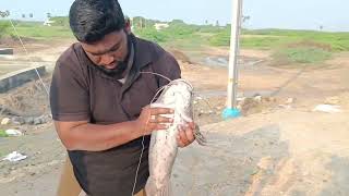 Big catfish 5kg catch 🎣