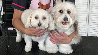 Maci \u0026 Buddy - Coton De Tulear \u0026 Doxiepoo Dog Grooming