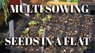 Multi Sowing Seeds In A Flat:  Seed Propagation for your fall garden