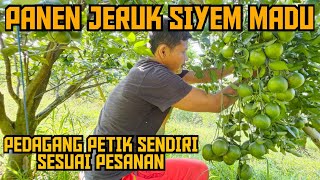 🍊🍊🍊PANEN JERUK SIYEM MADU JOGLO AW‼️ PEDAGANG PETIK SENDIRI DI KEBUN SESUAI PESANAN 💯✅️