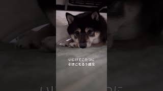 エブリデイ父っ子の柴犬【黒豆柴】