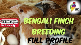 Bengali Finch Breeding. Society Finch Full Profile. #BengaliFinch