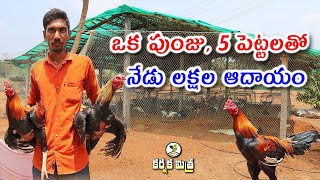 ఉద్యోగం కంటే నాటు కోళ్ల పెంపకం బాగుంది || High Profits in Asil Chicken Farming || Karshaka Mitra