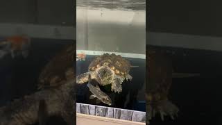 亀vs鯉　turtle vs nisikikoi