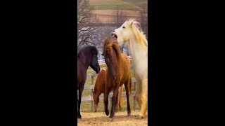 Funny Horses Show Strength Try Not To Laugh It's Really Strongest Horse Funny Video 2022 # 43