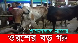 সিলেট শাহজালাল মাজারে ওরশের বিরাট বড় গরু  | Sahjalal Mazar Uros | Sylhet News Today