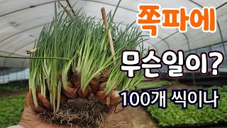 쪽파 종구 1개가  역대급 쪽파로