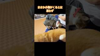 え？くるの？（柴犬ココロの声）#柴犬 #猫 #犬と猫 #柴犬と猫 #dog #cat