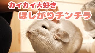 部屋んぽ中にカイカイを求めるチンチラの気持ちいい顔に癒され過ぎる！！Chinchillas feel good in massage