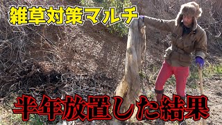 半年間放置した雑草マルチの効果がこれです【カーメン君の畑】【家庭菜園】【園芸】【ガーデニング】