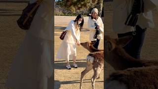 鹿に愛情たっぷりの外国人観光客🫎奈良公園 Nara Park deer 🦌 🇯🇵