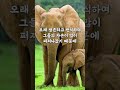 상아 없이 태어나는 코끼리 shorts