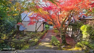 2024年　和泉市の紅葉