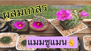 ผสมเกสรแมมชูแมนยังไงให้ติดฝัก