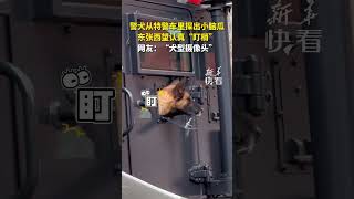 好萌！警犬從特警車里探出小腦瓜，東張西望認真“盯梢”，網友：“犬型攝像頭”。