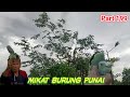 mulut burung punai makan buah mengkirai!! pikat punai bunyi terus punai hutan langsung dapat