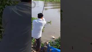 Câu cá tra khủng #cauca #fishing #caucatra #caucagiaitri #shortvideo #fish #toanfishing772