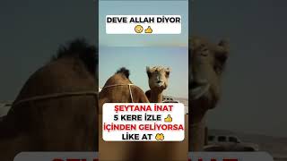 DEVE ALLAH DİYOR!