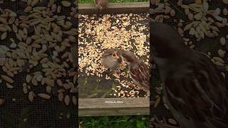 Sparrows feeding #shorts #nature #birds #sparrow