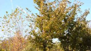 Plant  Zelkova Trees on sale For use in  NJ