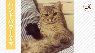 肉球パワー、感じてる？ 飼い主さんを癒すプロニャンコ🐾【PECO TV】