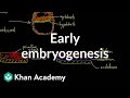 Early embryogenesis - Cleavage, blastulation, gastrulation, and neurulation | MCAT | Khan Academy