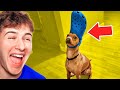 You LAUGH, You LOSE (FUNNIEST PET VIDEOS)