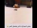 شوف الدجاجه شلون تمشي 🤣🤣