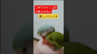 #小桃とれもん #lovebirds #तोता #コザクラインコ #インコ #ラブバード #peachfacedlovebird #もふもふ #癒やし #shorts