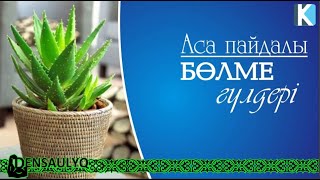 Аса пайдалы бөлме гүлдері