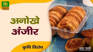 कृषि विशेष : अनोखे अंजीर  | Krishi Vishesh | Dec. 24, 2022