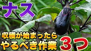 【ナス栽培】収穫が始まったら絶対やるべき作業３選！収穫量に影響そいてきます！