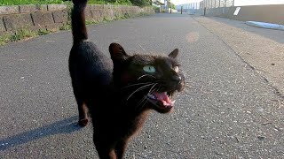 海沿いの道で黒猫が何か話し掛けてきた