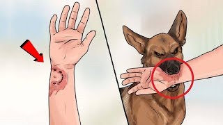 कुत्ते के हमले से बचने के 5 सबसे आसान तरीके How to Survive a Dog Attack