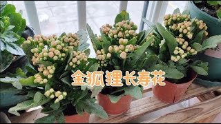 二诺又买长寿花啦，这次买的品种是“金狐狸”要把长寿花品种买齐