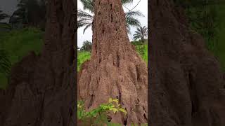 Gigantic Ant hill in the jungle of Africa