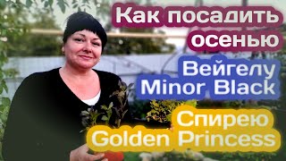 Как посадить осенью Вейгелу Minor Black и Спирею Golden Princess!