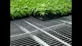 生態農業 節能減碳 節水 精準無機養分供應給水耕 Mineral fertilizer aquaponics