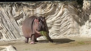 ユイちゃんの様子をお届け【‎2025年‎1月17日】【上野動物園】カバ