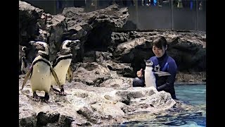 赤ちゃんペンギン、展示プールに初挑戦