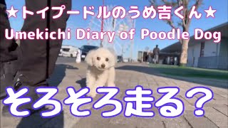 そろそろ走る？ ★トイプードルのうめ吉くん(1496日目)★Umekichi Diary of Poodle Dog