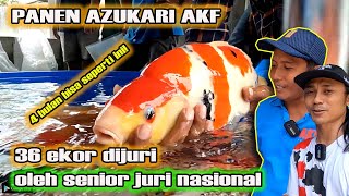 KOI IMPORT GEMETAR MELIHAT INI || PANEN AZUKARI 4 AKF DINILAI JURI NASIONAL