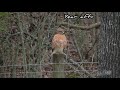 birding encounter with a red shouldered hawk