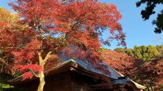 愛知県で一番遅くまで紅葉を楽しめる「豊橋のもみじ寺 普門寺」2023年紅葉状況！秋に咲く珍しい桜ヒマラヤザクラ満開です！