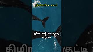 திமிங்கில வால் இவ்வளவு நீளமா?. How long the tail of whale ? #whale #shortsfeed #tamil