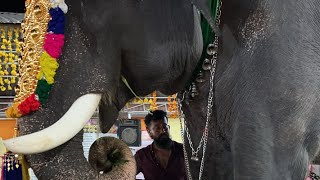 മാമ്പിയുടെ ആനക്കുട്ടി |aana|elephant|aanapranrhan