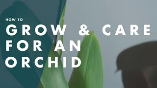 How To Grow And Care For An Orchid - Bunnings Warehouse