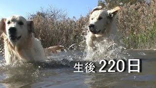 アイン村  チロの子生後220日目  リロお散歩2日目（GoldenRetriever）