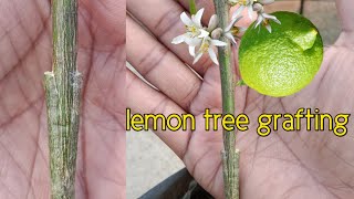 Lemon grafting success in just 30 days | best grafting technique on lemon tree | plant propagation